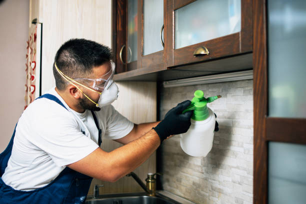 Best Flea Control Services  in South San Gabriel, CA