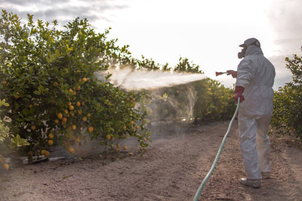 Best Best Pest Control Companies  in South San Gabriel, CA