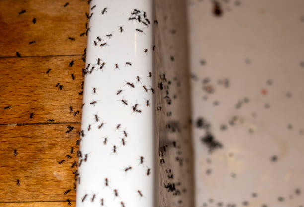 Insect Control in South San Gabriel, CA