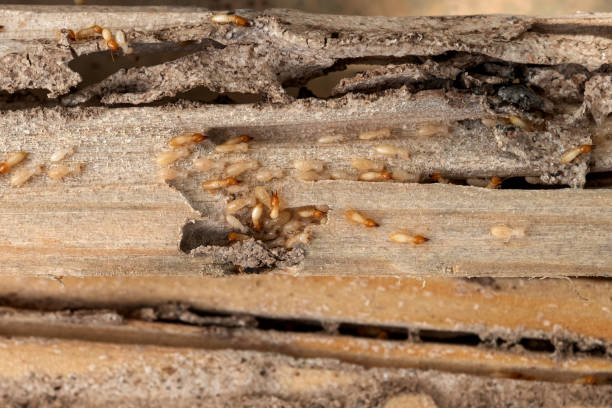Best Pest Prevention Services  in South San Gabriel, CA