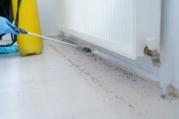 Best Rodent Control Near Me  in South San Gabriel, CA